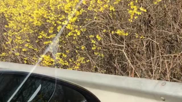 forsythia flowers