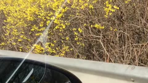 forsythia flowers