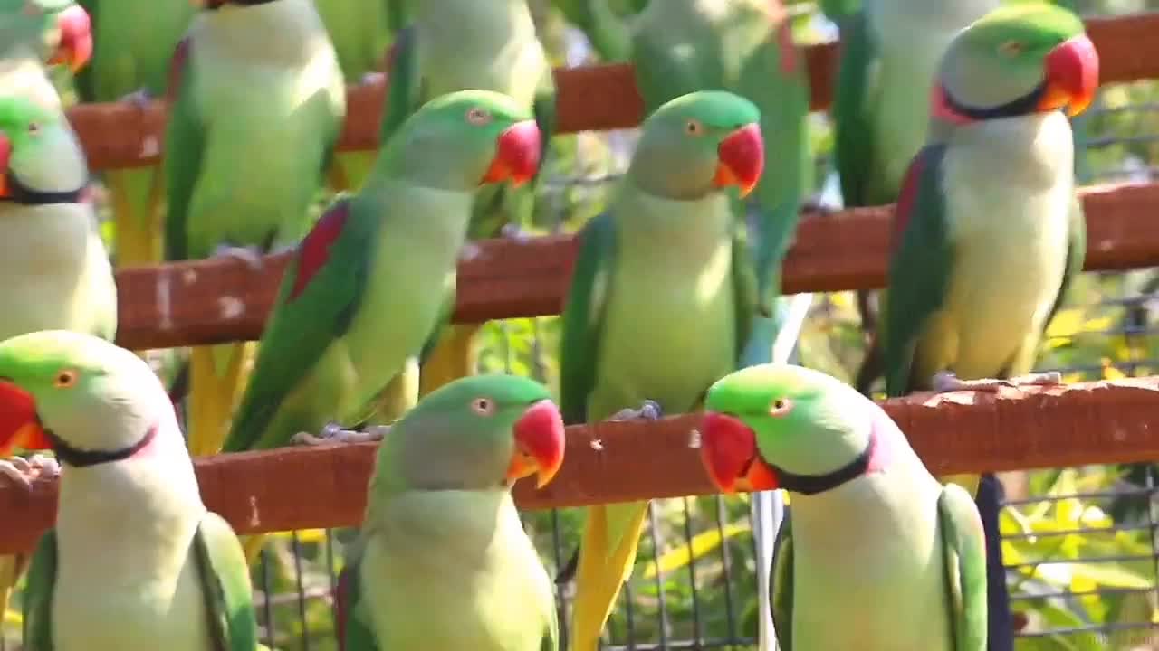 Alexandrine parakeet parrot species (01)