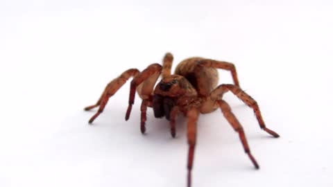 Spider in Slow Motion CC-BY NatureClip