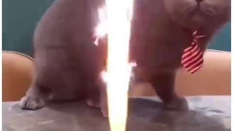 Funny Animal Videos 2024 Best Dogs And Cats Videos 😺😍 # 32,