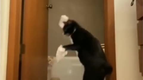 Funny cat dancing on tow legs 🤣 try to no laugh 😹