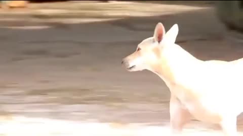 animals fight comedy dog prank