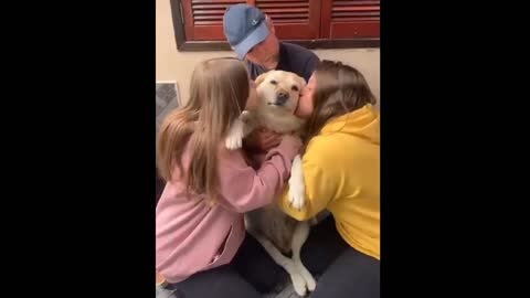 Quite _dog_ kissing