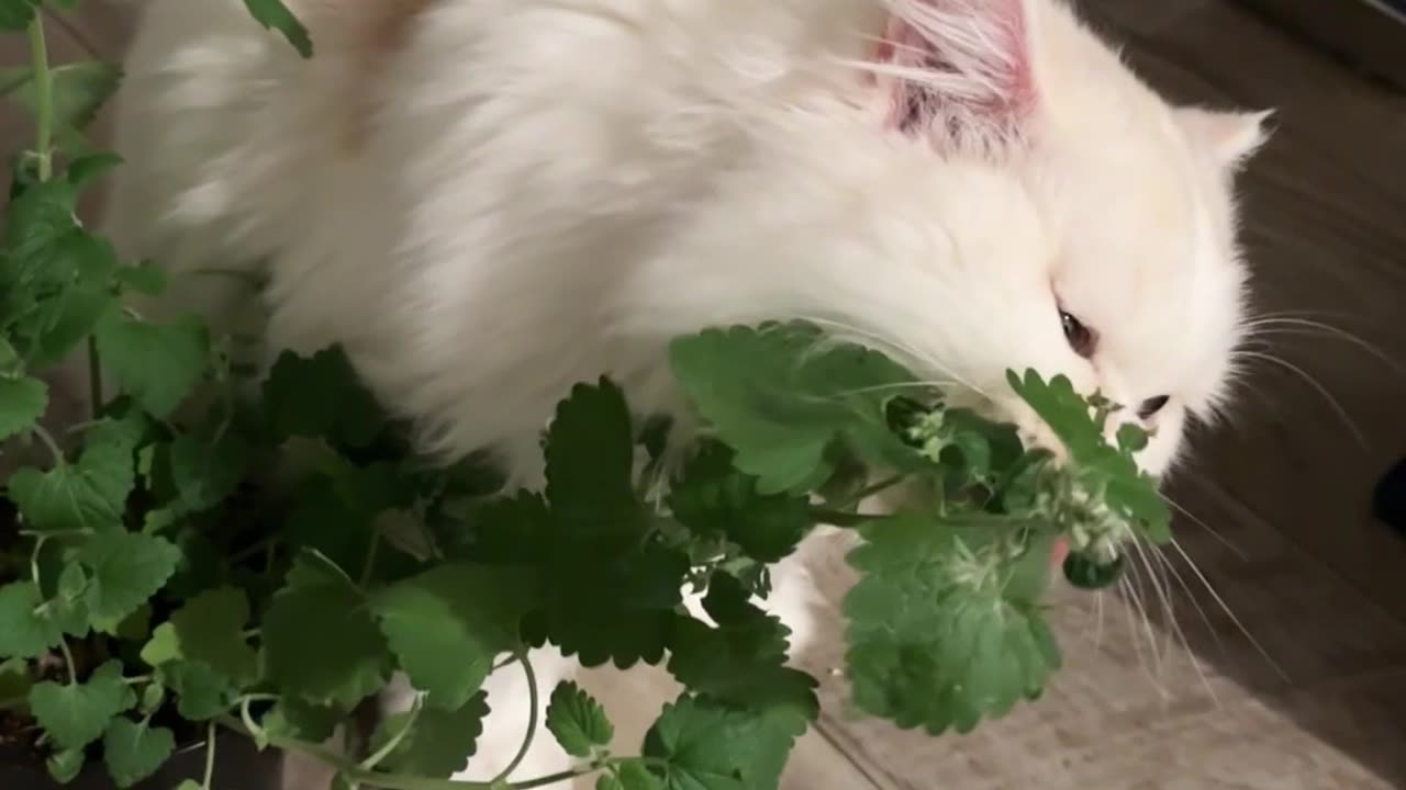 Cat Knocks Over Catnip Plant