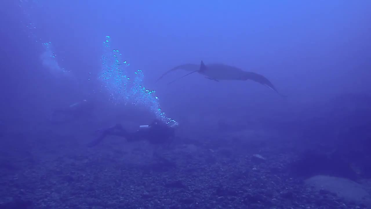 Diving the Cauldron, Komodo NP