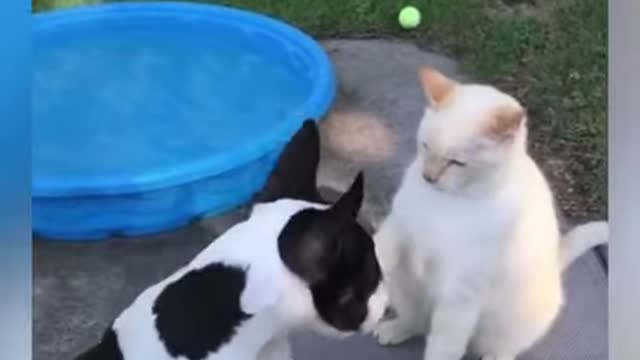 Funny cat vs dog😂