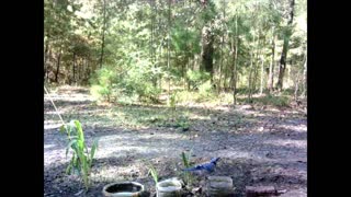 Southeast Texas Backyard Wildlife Garden 89