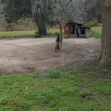 Rescue pit bull Mya jumping high