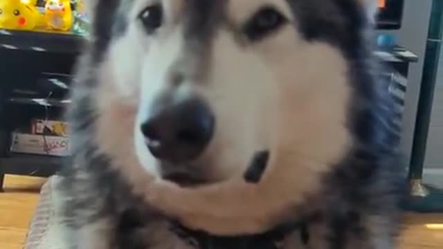 funny videos with dogs, cats