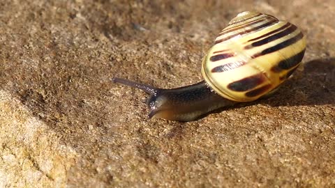 Snail walking