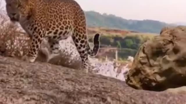 Leopard Jaguar vs Eagle..