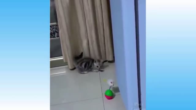 Funny cat 🐈