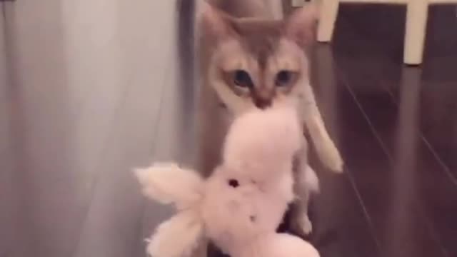My lovely Kitten