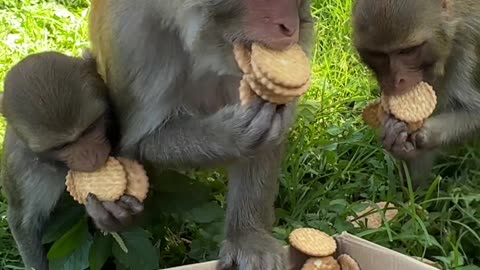 Monkeys Eat Many Cookies