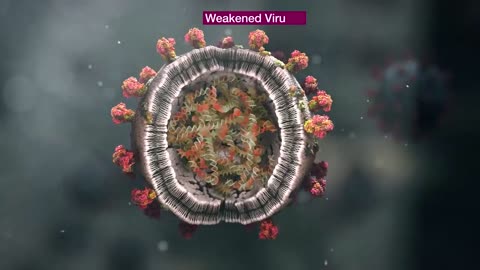 AstraZeneca's Covid-19 Vaccine I How AstraZeneca's Covid-19 Vector Vaccine is Made Animation