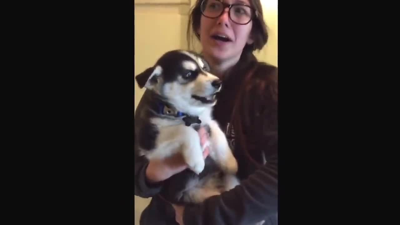 Talking husky puppy