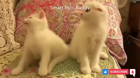 Funny cats