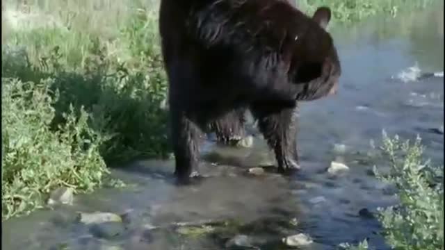 Fishing with Otters and Baby Bears | Big Sky Bears | BBC Earth