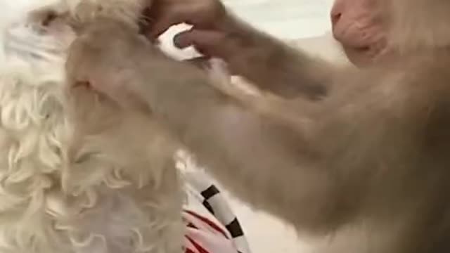 cute macaco, Dog beija macaco, vedeo funny