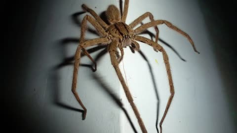 Wolf Spiders