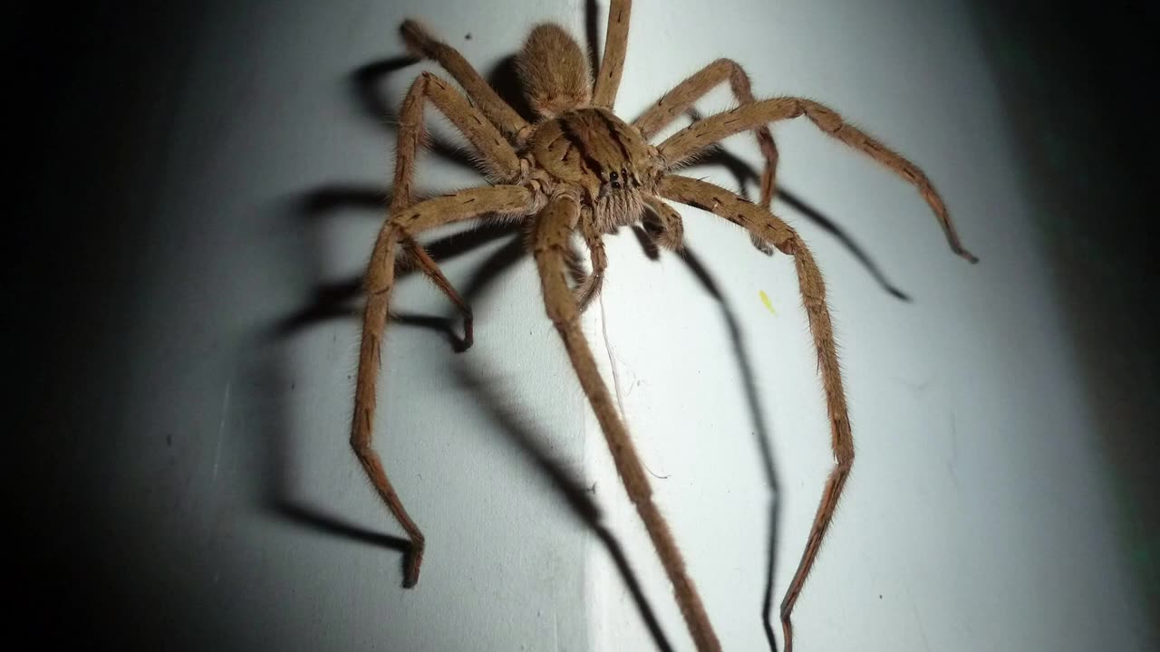 Wolf Spiders