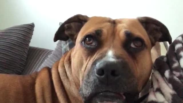 Dog absolutely fascinated with nature program on TV