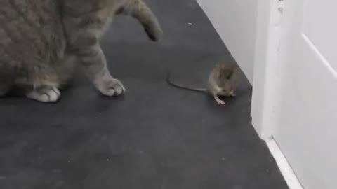 Russian cat and rat fight