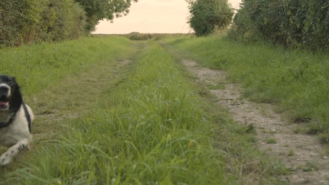 Shot of Dog Running Alone a Rural Path