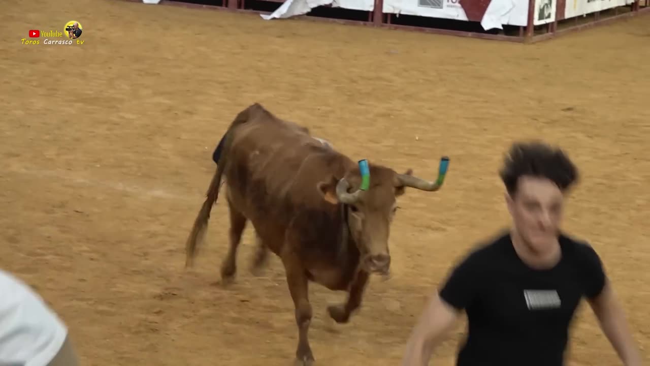 Zaragoza El Pilar Suelta de Vaquillas ▪ Ganadería Eulogio Mateo