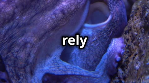 Fun Facts! Why Do Octopuses Have Three Hearts 🐙