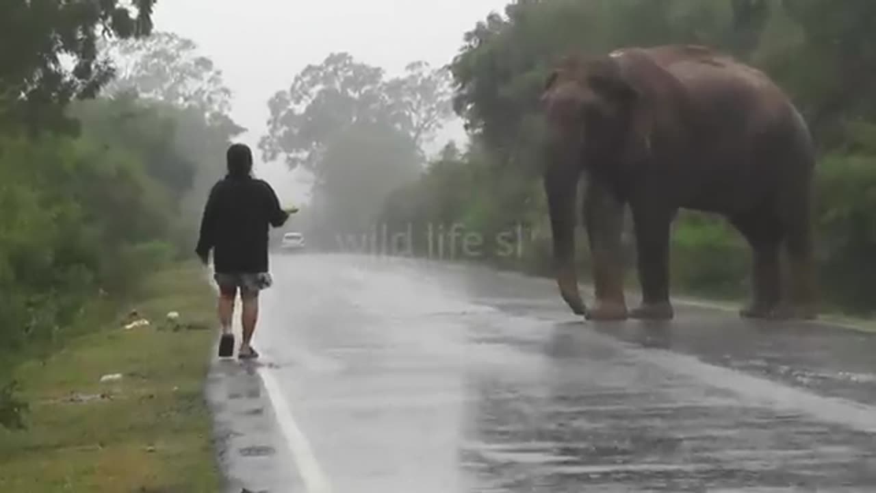 fearless woman THAT MEET ELEPHANT