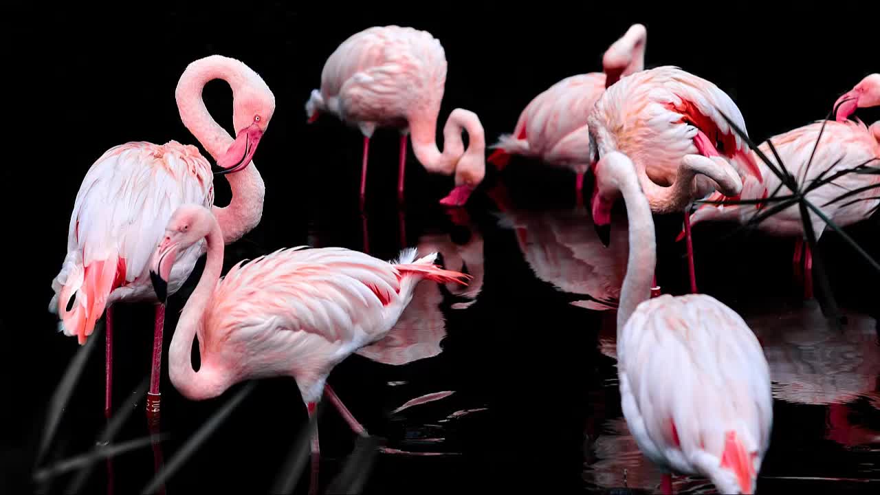 sound of the flamingos