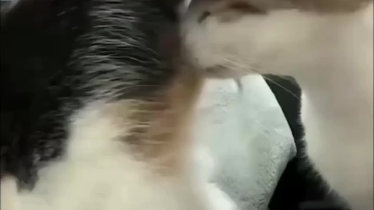 Very funny cat 😂Lol interesting video