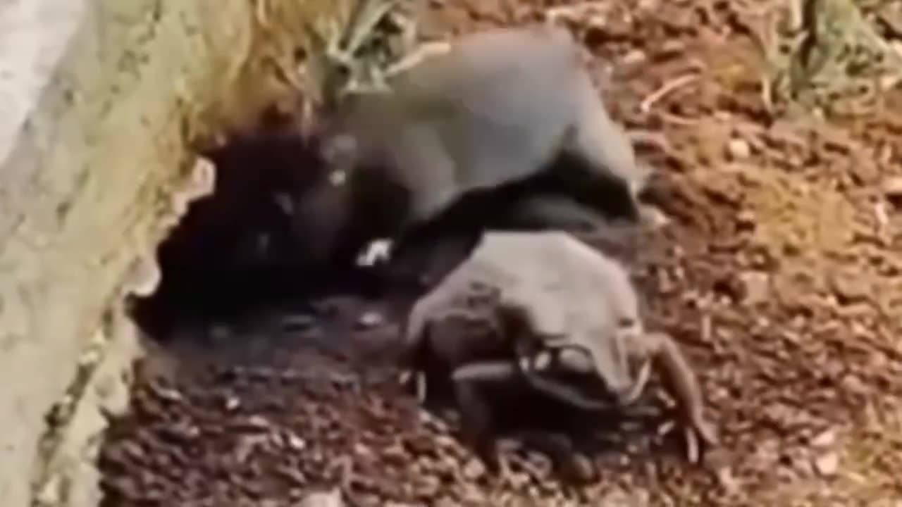 The mouse burrowed into the toad's house and moved it directly