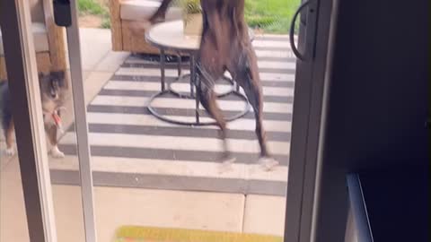 🤍🐾Boxers got hops !🐾🤍