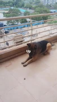 Dog Training Tips | German Shepherd Training Video | Dog Training Short Clips