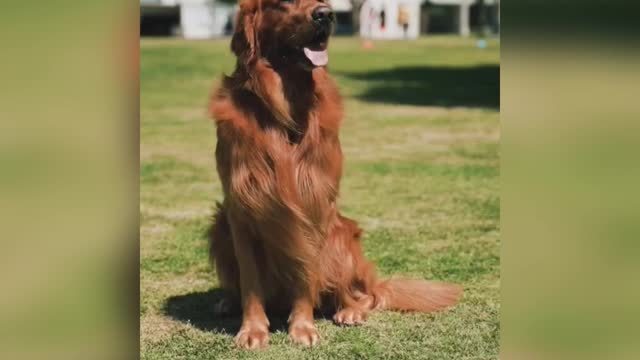 how cute this dog