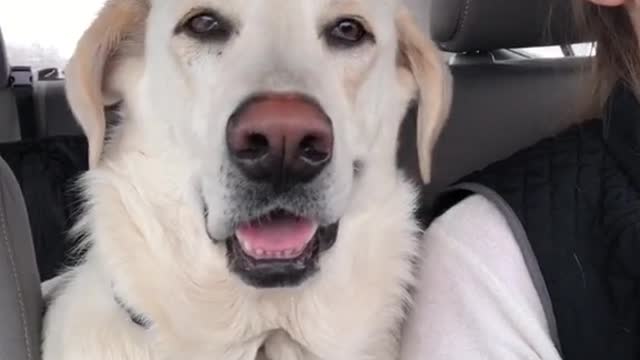 Dog Smile Challenge