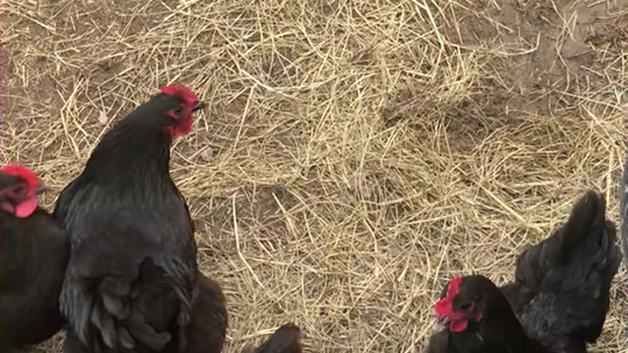 My Nesting Emus in Kentucky