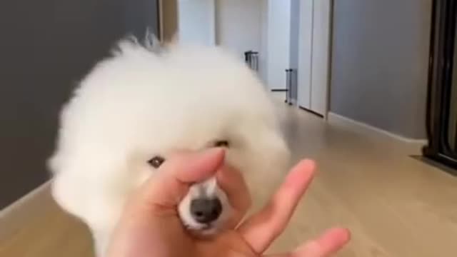 CUTE DOGS 🐕 Smart dog