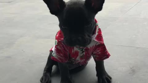 This dog is very cute look at his shirt.