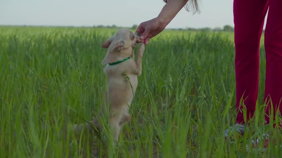 Puppy gets happy feet while going out to eat and drink