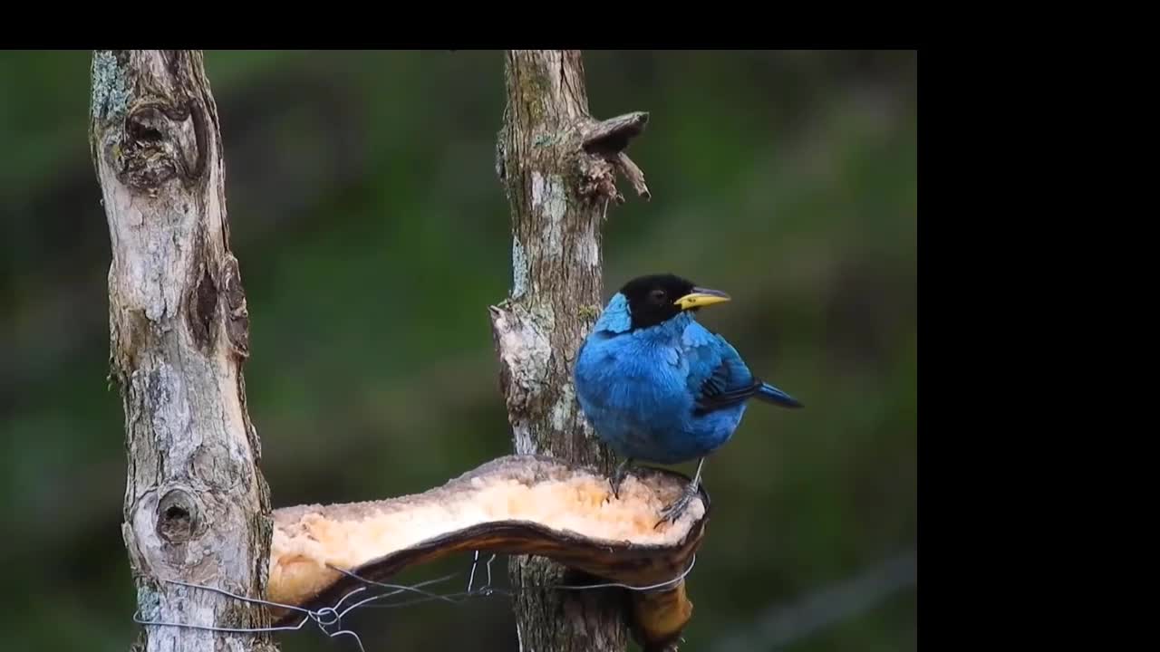 peep is eating