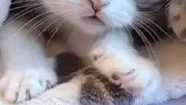 Cats - Baby cats - funny and fluffy (118) / Gatos - Filhotes - engraçados e fofos (118) #shorts