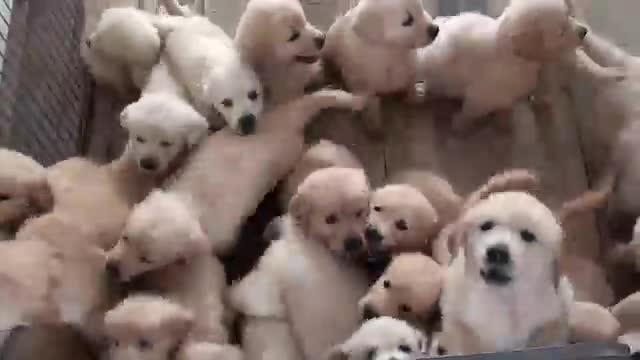 funny dog video