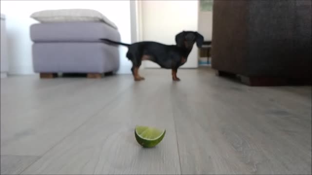 Dachshund freaks out over slice of lime