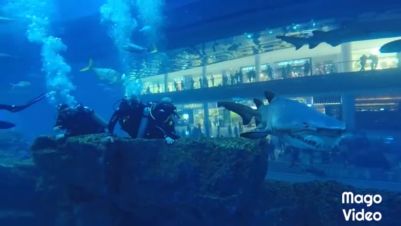 Shark Aquarium