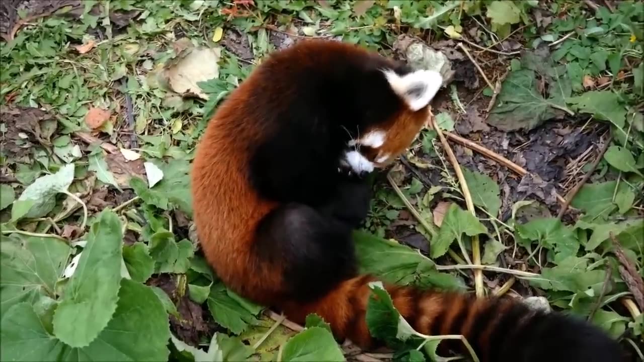 CUTE RED PANDA COMPILATION