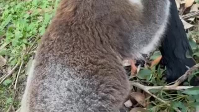 Baby koala eating leaves